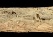 Paste shot of a North Devon gravel-tempered sherd.